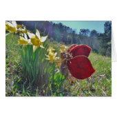 red wing fairy and daffodils (Front Horizontal)