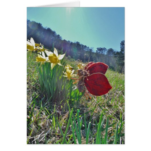 red wing fairy and daffodils cards (Front)