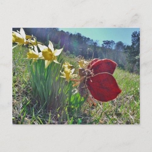 red wing fairy and daffodils postcard