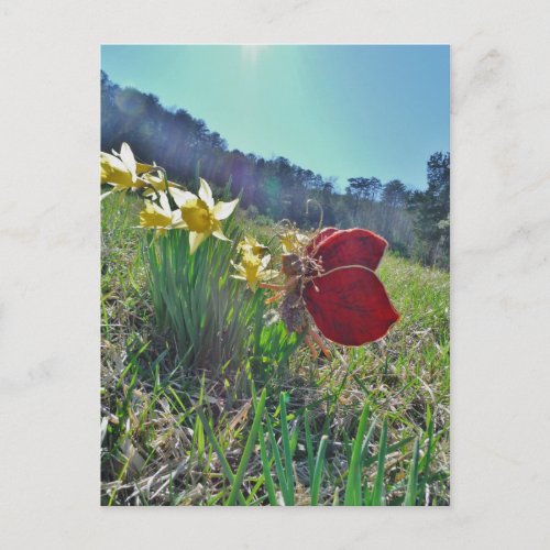 red wing fairy and daffodils postcard