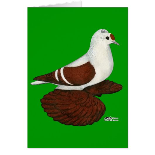 Red Wing Pigeon Cards (Front)