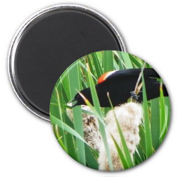 Red Winged Black Bird Magnet by FloralZoom at Zazzle