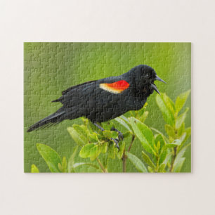 Red-Winged Blackbird (Agelaius Phoeniceus) Jigsaw Puzzle