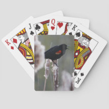 Red-winged Blackbird  (Agelaius phoeniceus)