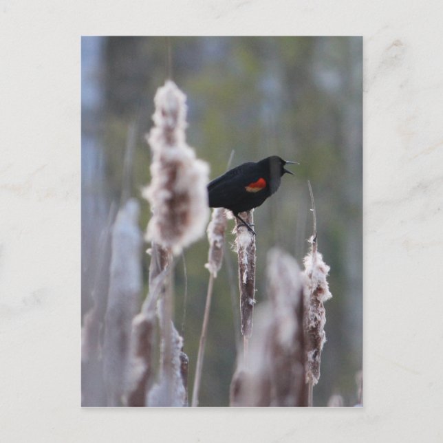 Red-winged Blackbird  (Agelaius phoeniceus) Postcard (Front)