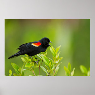 Red-Winged Blackbird (Agelaius Phoeniceus) Poster