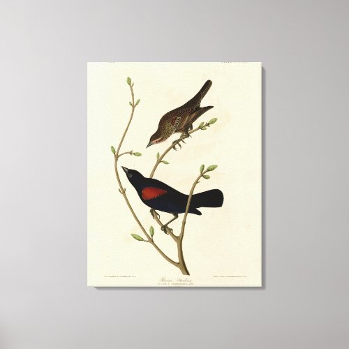 Red_winged Blackbird _ Audubons Birds of America Canvas Print