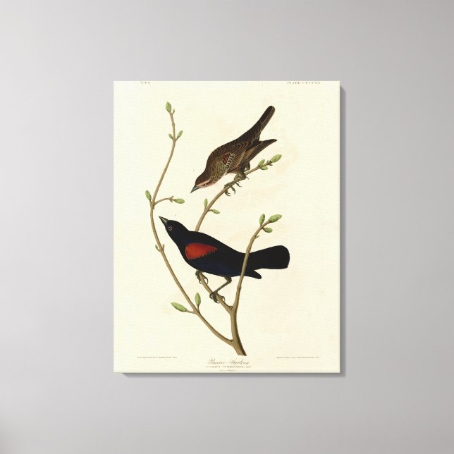 Red-winged Blackbird - Audubon's Birds of America Canvas Print (Front)