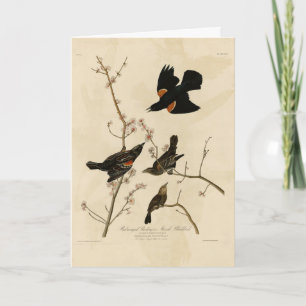 Red winged Blackbird - Audubon's Birds of America Card