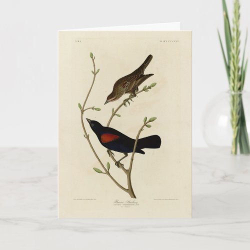 Red_winged Blackbird _ Audubons Birds of America Card