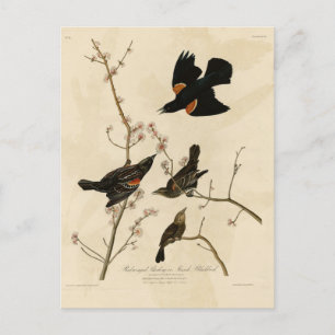 Red winged Blackbird - Audubon's Birds of America Postcard