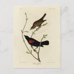 Red-winged Blackbird - Audubon's Birds of America Postcard