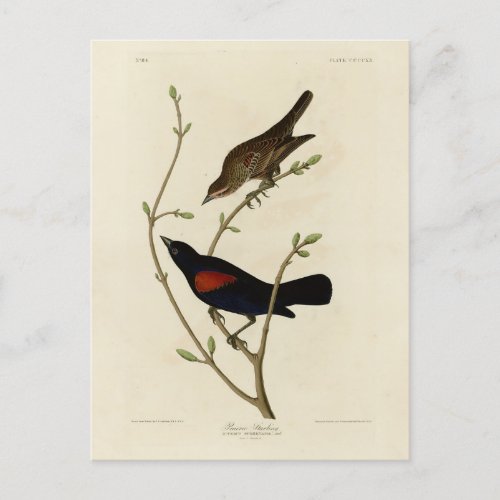 Red_winged Blackbird _ Audubons Birds of America Postcard