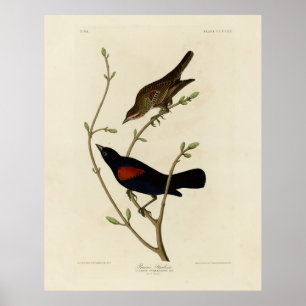 Red-winged Blackbird - Audubon's Birds of America Poster