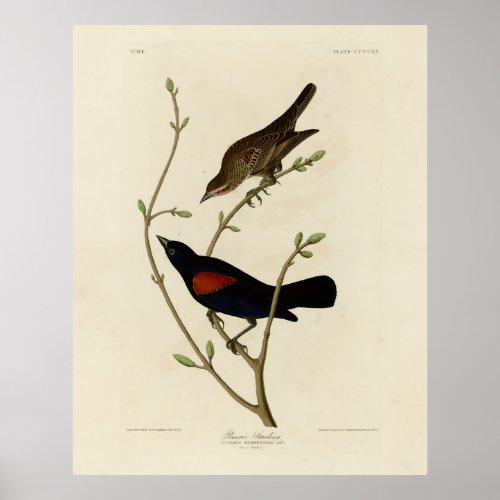 Red_winged Blackbird _ Audubons Birds of America Poster