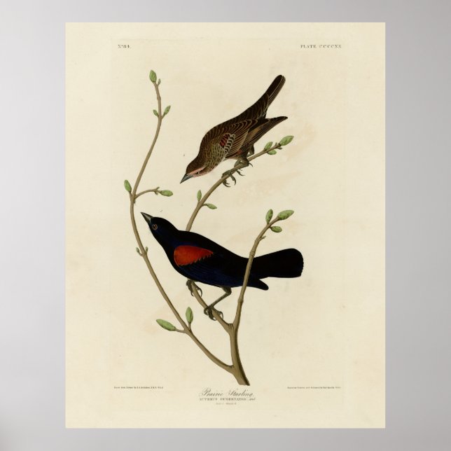 Red-winged Blackbird - Audubon's Birds of America Poster (Front)
