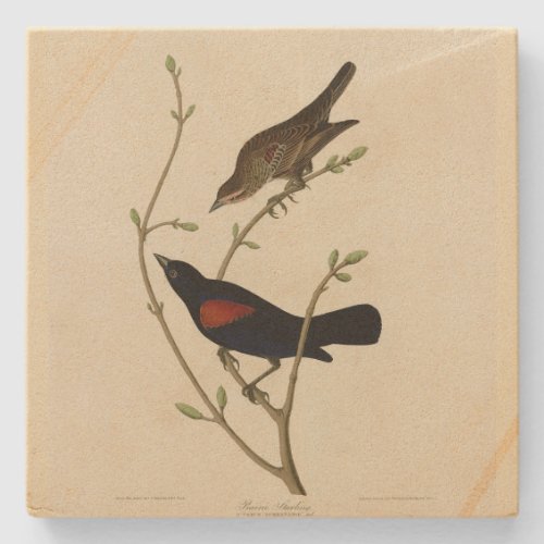 Red_winged Blackbird _ Audubons Birds of America Stone Coaster