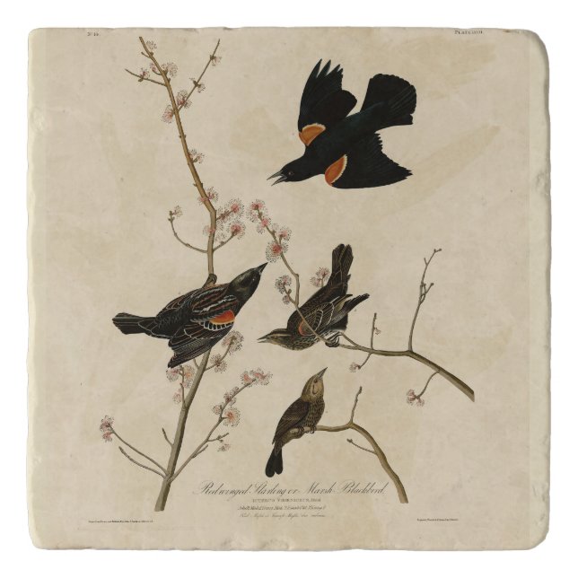 Red winged Blackbird - Audubon's Birds of America Trivet (Front)