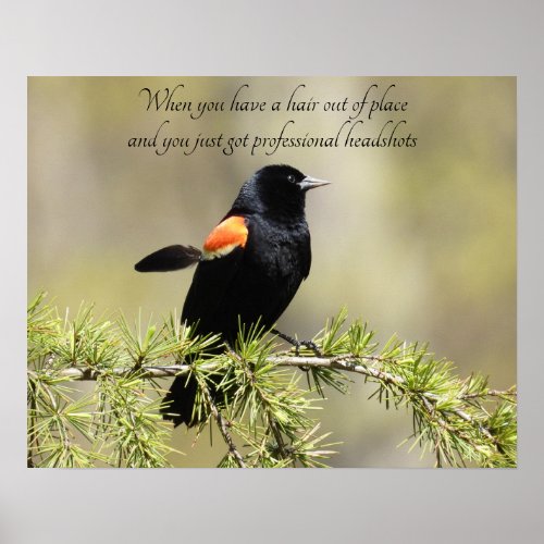 Red Winged Blackbird _ Bad Hair day Humor Poster