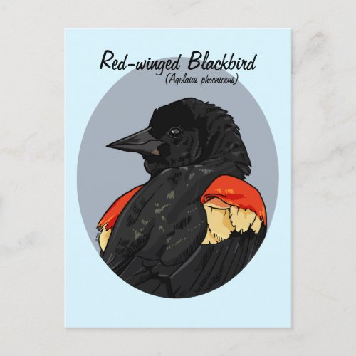 Red_winged Blackbird Birds of the United States Postcard