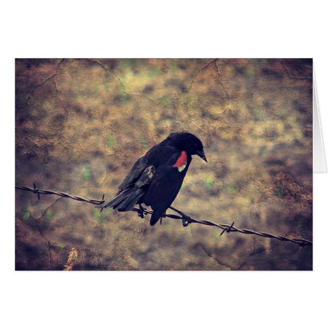 Red Winged Blackbird Blank Inside Greeting Card (Front Horizontal)