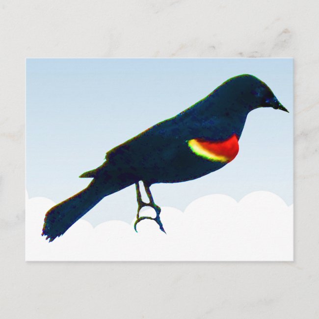 Red-winged Blackbird Blue Postcard