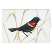 Red-Winged Blackbird Card (Front Horizontal)