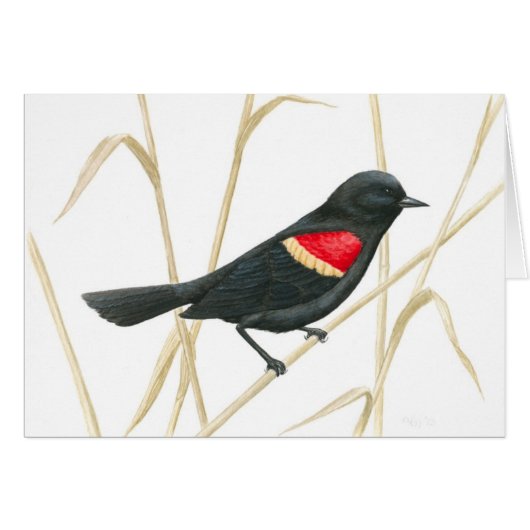 Red-Winged Blackbird Card (Front Horizontal)