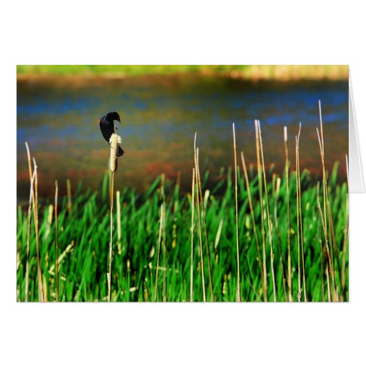 Red Winged Blackbird Cards (Front Horizontal)