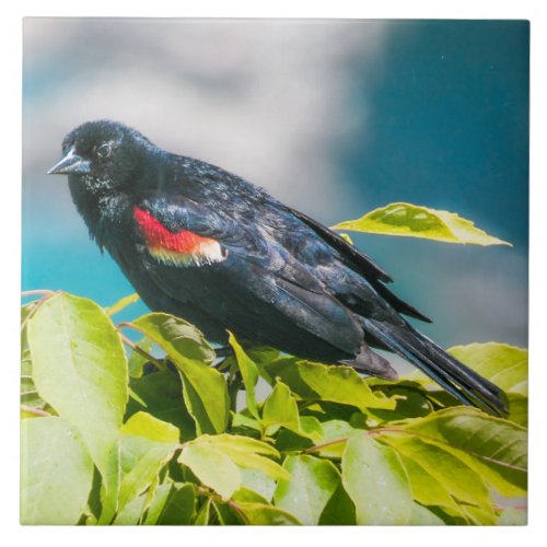 Red_winged Blackbird Ceramic Tile