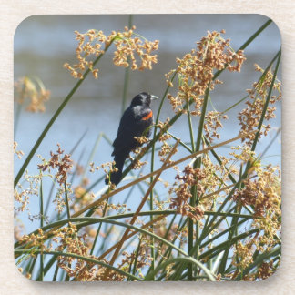 Red-winged blackbird coasters