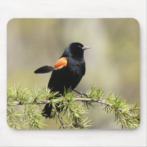 Red Winged Blackbird _feather out of place Mouse Pad