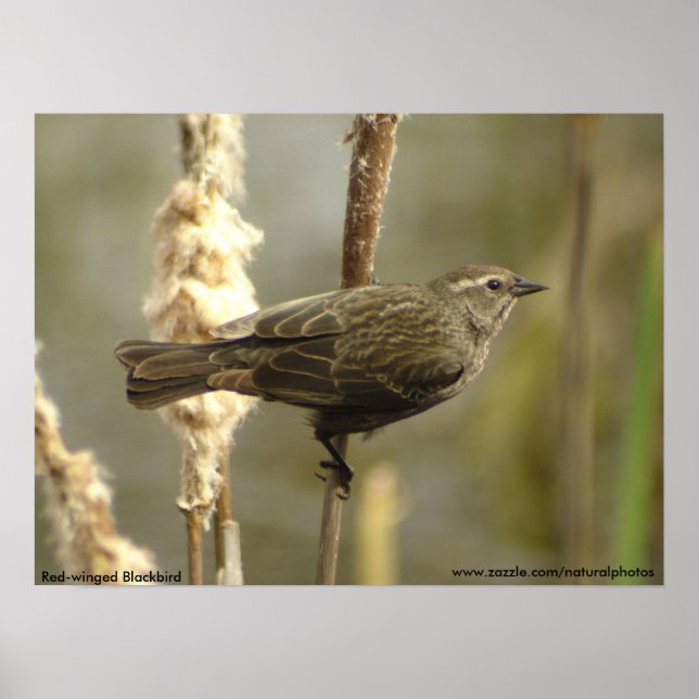 Red-winged Blackbird female poster (Front)