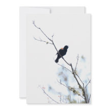 Red Winged Blackbird gratitude/holiday flat card