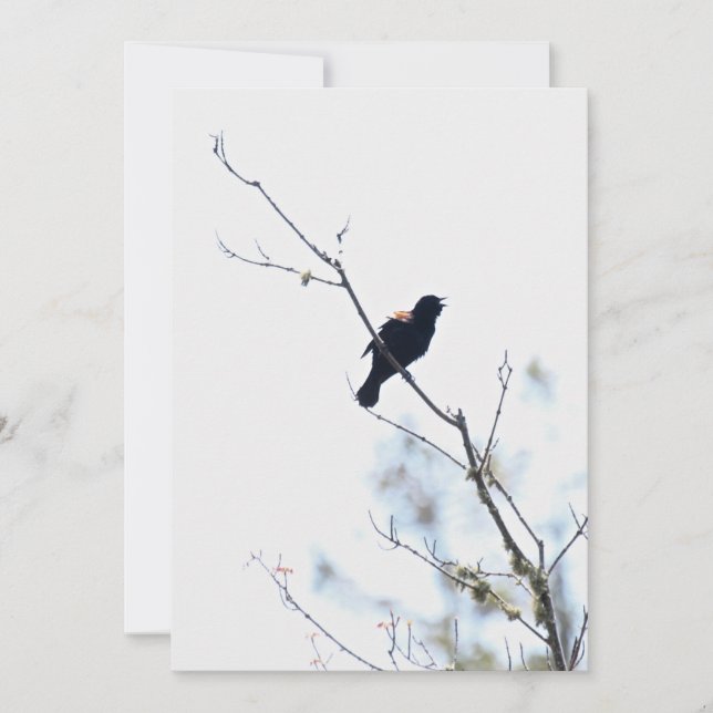 Red Winged Blackbird gratitude/holiday flat card (Front)