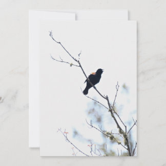 Red Winged Blackbird gratitude/holiday flat card