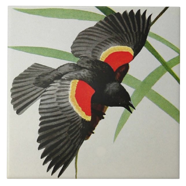 Red-winged Blackbird image by Fuertes, 1919 Tile (Front)