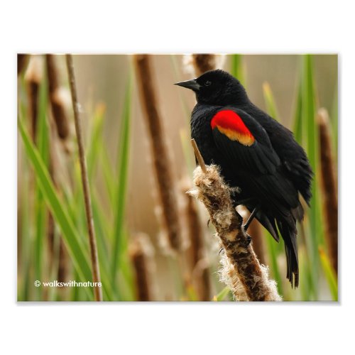 Red_Winged Blackbird in the Marsh Photo Print