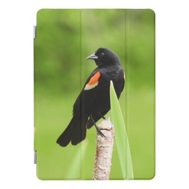 Red Winged Blackbird iPad Pro Cover (Front)