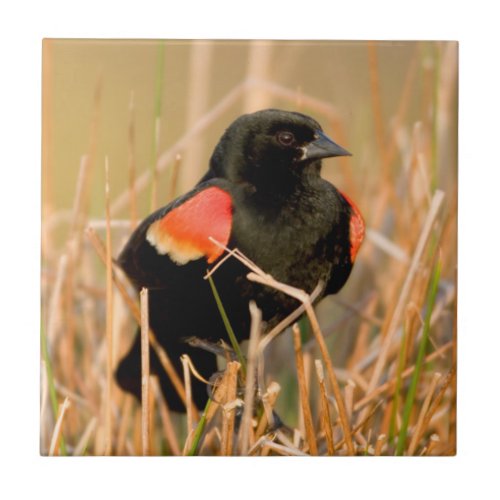 Red_winged Blackbird male singing Ceramic Tile