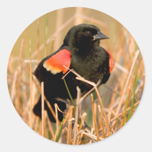 Red_winged Blackbird male singing Classic Round Sticker