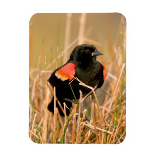 Red_winged Blackbird male singing Magnet