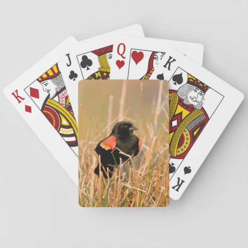 Red_winged Blackbird male singing Poker Cards