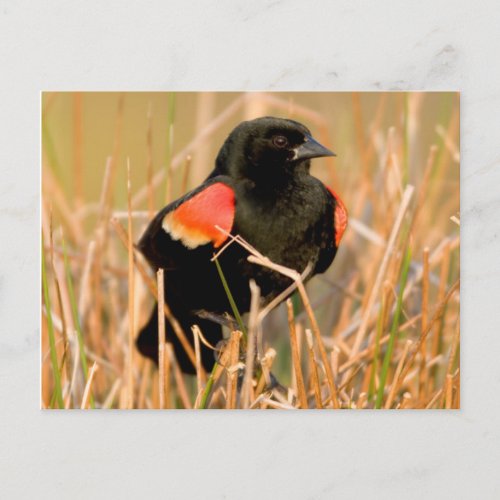 Red_winged Blackbird male singing Postcard