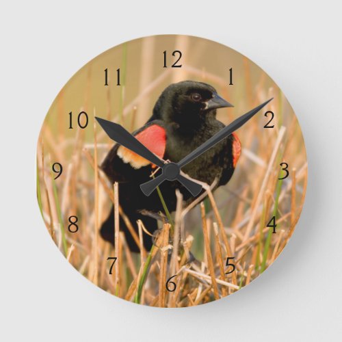 Red_winged Blackbird male singing Round Clock