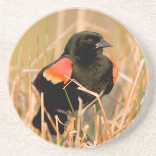 Red_winged Blackbird male singing Sandstone Coaster