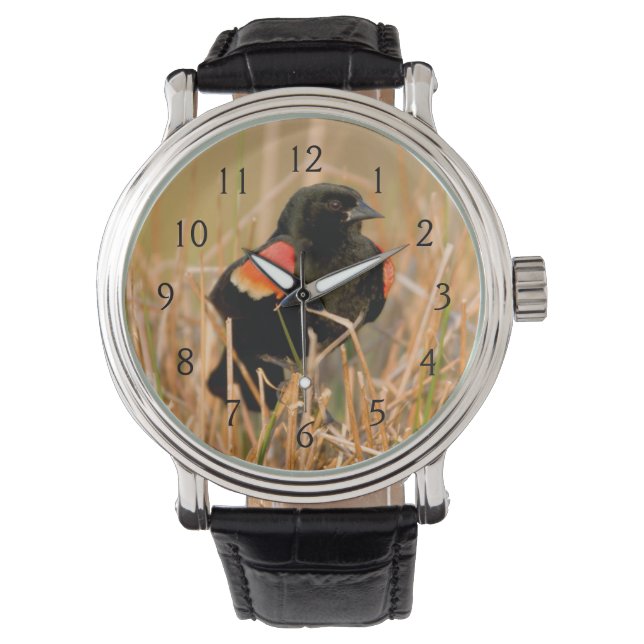 Red-winged Blackbird male singing Watch (Front)