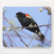Red-winged Blackbird