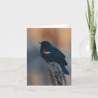 Red-winged Blackbird Note Card