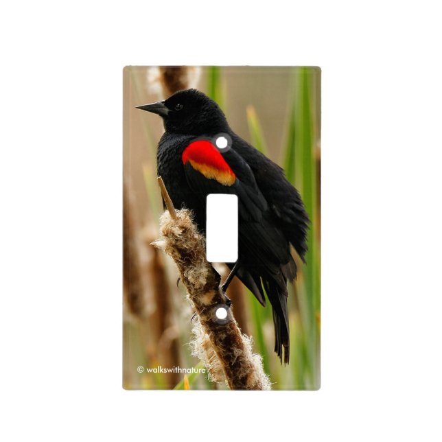 Red-Winged Blackbird on the Bulrush Light Switch Cover (Front)